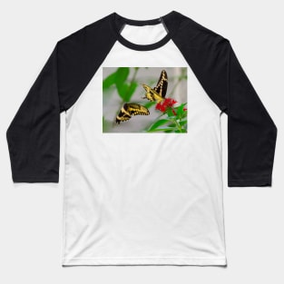 Tiger swallowtail butterflies Baseball T-Shirt